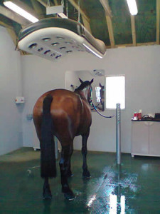 horse-wetroom2