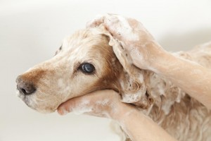 dog wet room
